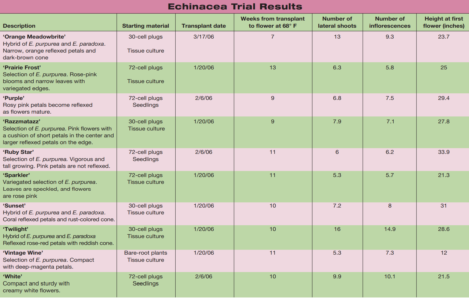 Evaluating new Echinacea cultivars tb 2